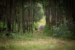 Ingeli Forest Resort