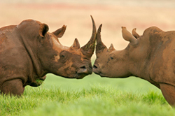 Nambiti Plains Game Lodge