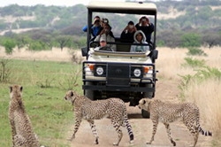 Springbok Lodge