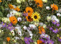 At The Rocks Guest House