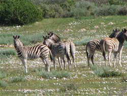 Thali Thali Game Lodge