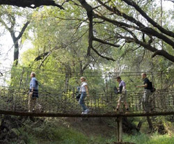 Jaci's Safari and Tree Lodges