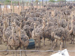 Harmonie Farm Cottage