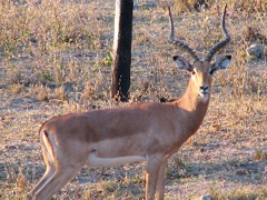 Hezekiah Game Farm