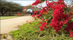 Ngulube Game Lodge