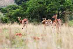 Savannah Game And River Resort