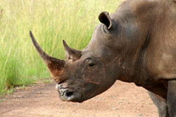 Black Rhino Game Lodge