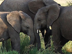 Ivory Tree Game Lodge