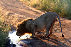 Pilanesberg Private Lodge