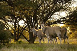 Hunters Pride Wildlife Estate