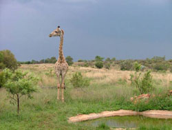 Thaba Phuti Safari Lodge