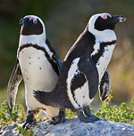 Avian leisure simons town