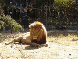 Kaya Inkalamo Game Lodge