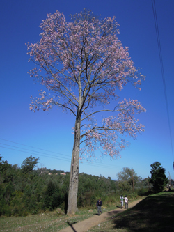 Swaziland Photographs