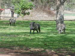 Tshaneni  places to stay